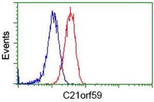 Image no. 2 for anti-Chromosome 21 Open Reading Frame 59 (C21orf59) antibody (ABIN1497042) (C21orf59 antibody)