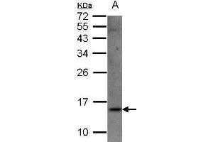 WB Image Sample(30 μg of whole cell lysate) A:Raji, 15% SDS PAGE antibody diluted at 1:1500 (SRP14 antibody)