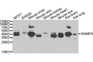 Western blot analysis of extracts of various cell lines, using RAMP3 antibody. (RAMP3 antibody  (AA 1-118))
