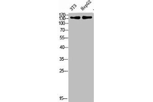 Western Blot analysis of 3T3, hepg2 cells using Antibody diluted at 500 (COL17A1 antibody  (AA 481-530))