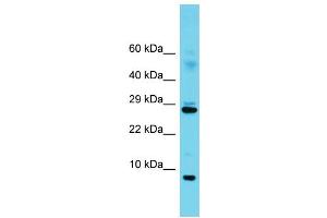 Western Blotting (WB) image for anti-Splicing Factor 3b, Subunit 5, 10kDa (SF3B5) (C-Term) antibody (ABIN2788607) (SF3B5 antibody  (C-Term))