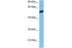 Host:  Rat  Target Name:  RXRA  Sample Tissue:  Rat Skeletal Muscle  Antibody Dilution:  1ug/ml (Retinoid X Receptor alpha antibody  (N-Term))