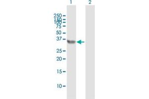 Western Blot analysis of E2F6 expression in transfected 293T cell line by E2F6 MaxPab polyclonal antibody. (E2F6 antibody  (AA 1-281))