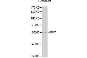 Western blot analysis of extracts of U-251MG cells, using GP2 antibody. (GP2 antibody)