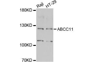 Western blot analysis of extracts of various cell lines, using ABCC11 antibody (ABIN2560870) at 1:1000 dilution. (ABCC11 antibody)