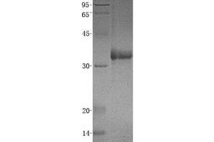Validation with Western Blot (PRTN3 Protein (His tag))