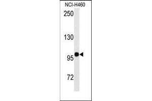 Western blot analysis of anti-HIPK2 Antibody in NCI-H460 cell line lysates (35ug/lane). (HIPK2 antibody  (Tyr361))