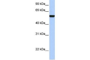 Western Blotting (WB) image for anti-Interferon Related Developmental Regulator 1 (IFRD1) antibody (ABIN2459778) (IFRD1 antibody)