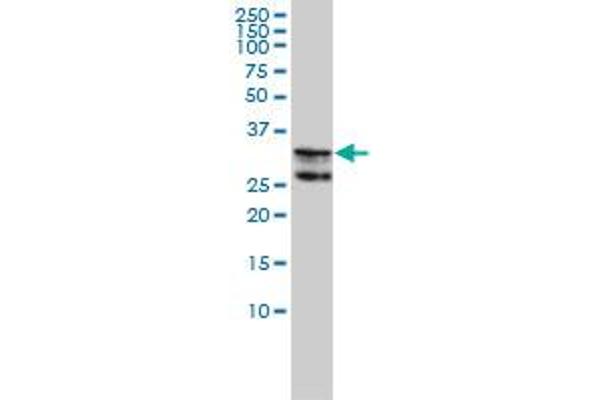 HNRNPA2B1 Antikörper  (AA 1-249)