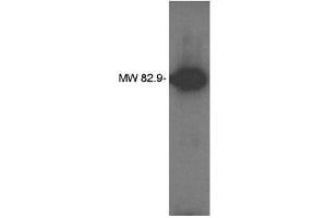 Image no. 1 for anti-Lipid Phosphate Phosphatase-Related Protein Type 4 (LPPR4) antibody (ABIN265080) (LPPR4 antibody)