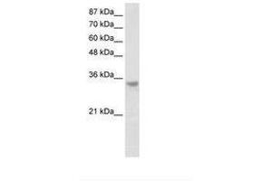 Image no. 2 for anti-Ribonuclease H2, Subunit A (RNASEH2A) (C-Term) antibody (ABIN202188) (RNASEH2A antibody  (C-Term))