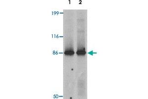 Western blot analysis of LRRFIP2 in rat colon tissue lysate with LRRFIP2 polyclonal antibody  at 0. (LRRFIP2 antibody  (C-Term))