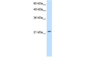 WB Suggested Anti-PMF1 Antibody Titration: 2.