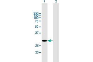 Western Blot analysis of EXOSC3 expression in transfected 293T cell line by EXOSC3 MaxPab polyclonal antibody.