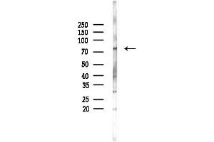 anti-Peroxisomal Biogenesis Factor 5 (PEX5) (Internal Region) antibody