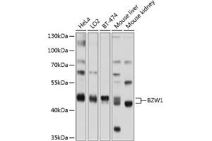 Western blot analysis of extracts of various cell lines, using BZW1 antibody (ABIN6133355, ABIN6137710, ABIN6137711 and ABIN6220232) at 1:1000 dilution. (BZW1 antibody  (AA 1-290))