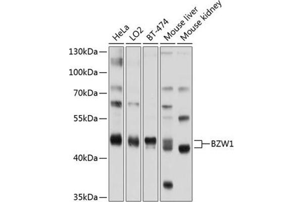 BZW1 antibody  (AA 1-290)
