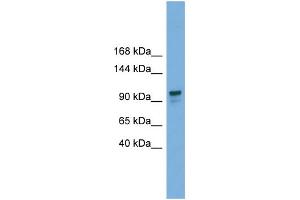 WB Suggested Anti-GANAB  Antibody Titration: 0. (GANAB antibody  (Middle Region))