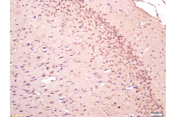 DLG3 antibody  (AA 501-600)