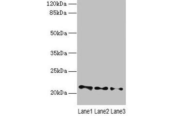 VPS25 antibody  (AA 1-176)
