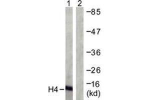Western blot analysis of extracts from COS7 cells, treated with TSA 400nM 24h, using Histone H4 (Ab-12) Antibody. (Histone H4 antibody  (AA 10-59))