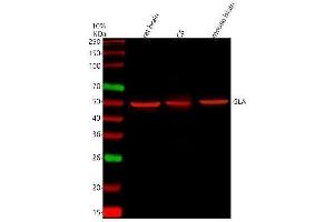 Western blot analysis of Gla using anti-Gla antibody (ABIN4886604).