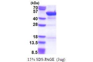 Cytohesin 3 (CYTH3) (AA 1-399) protein (His tag)