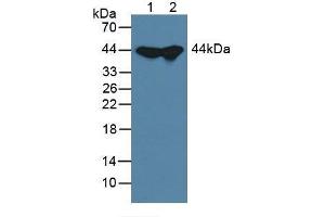 Figure. (ADK antibody  (AA 1-361))