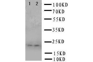 Anti-Prion protein PrP antibody, Western blotting Lane 1: U87 Cell Lysate Lane 2: U87 Cell Lysate (PRNP antibody  (Middle Region))