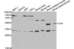 Western blot analysis of extracts of various cell lines, using DCN antibody. (Decorin antibody  (AA 31-359))