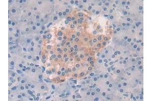 Detection of VEGFA in Human Pancreas Tissue using Polyclonal Antibody to Vascular Endothelial Growth Factor A (VEGFA)