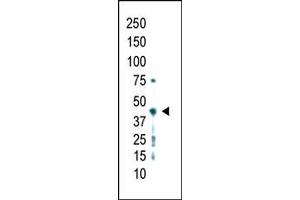 Image no. 1 for anti-Protein Arginine Methyltransferase 2 (PRMT2) (C-Term) antibody (ABIN356523) (PRMT2 antibody  (C-Term))