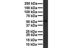 WB Suggested Anti-RARA antibody Titration: 1 ug/mL Sample Type: Human liver (Retinoic Acid Receptor alpha antibody  (Middle Region))