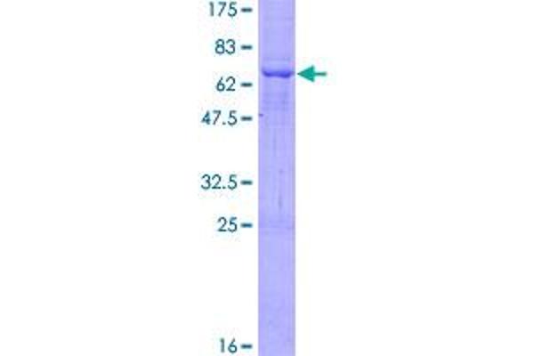 ST8SIA2 Protein (AA 1-354) (GST tag)