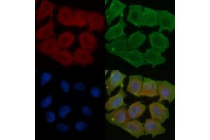 ABIN7095387 and ABIN7099444 staining Hela cells(45 min of heat-shock treatment) by IF/ICC.