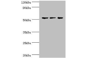 Western blot All lanes: Endothelial transcription factor GATA-2 antibody at 3 μg/mL Lane 1: Hela whole cell lysate Lane 2: K562 whole cell lysate Lane 3: Mouse heart tissue Secondary Goat polyclonal to rabbit IgG at 1/10000 dilution Predicted band size: 51, 50 kDa Observed band size: 51 kDa (GATA2 antibody  (AA 1-300))