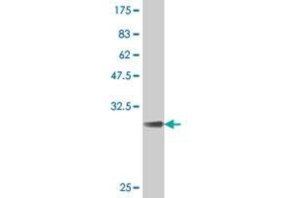 KCNE2 antibody  (AA 73-123)