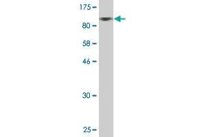 Western Blot detection against Immunogen (83. (Prosaposin antibody  (AA 1-524))