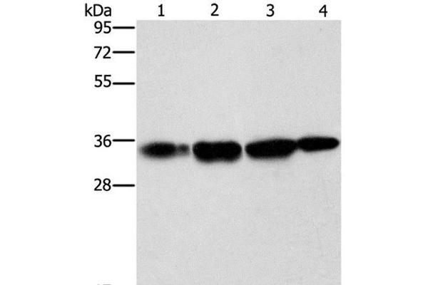 Necdin-Like 2 anticorps