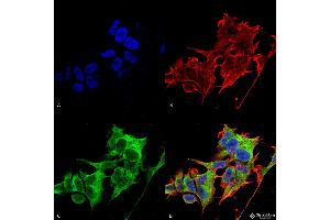 Immunocytochemistry/Immunofluorescence analysis using Mouse Anti-GRP170 Monoclonal Antibody, Clone 6G7-2H5 .