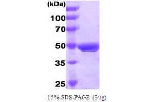 SDS-PAGE (SDS) image for Fas (TNFRSF6)-Associated Via Death Domain (FADD) (AA 1-208) protein (GST tag) (ABIN667076) (FADD Protein (AA 1-208) (GST tag))