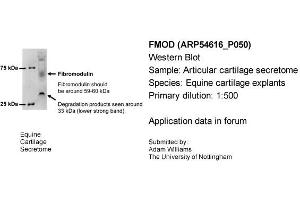 Sample Type: Equine Cartilage ExplantsPrimary Dilution: 1:500Secondary: Bio-Rad 170-5046 (Dilution: 1:100,000) (Fibromodulin antibody  (N-Term))