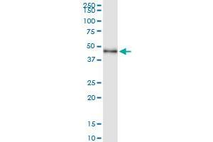 Immunoprecipitation of TWF1 transfected lysate using anti-TWF1 MaxPab rabbit polyclonal antibody and Protein A Magnetic Bead , and immunoblotted with TWF1 purified MaxPab mouse polyclonal antibody (B01P) . (TWF1 antibody  (AA 1-384))