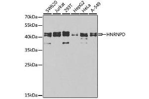 Western Blotting (WB) image for anti-Heterogeneous Nuclear Ribonucleoprotein D (HNRNPD) (AA 1-306) antibody (ABIN6141905)