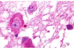 Image no. 1 for anti-G Protein-Coupled Receptor 25 (GPR25) (C-Term) antibody (ABIN1048782) (GPR25 antibody  (C-Term))