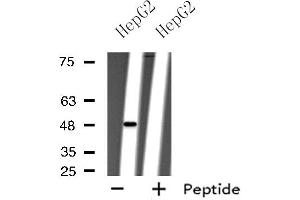 Western blot analysis of extracts from HepG2 cells using P2RY11 antibody. (P2RY11 antibody  (C-Term))