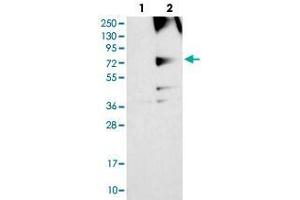 Western blot analysis of HEK293T cell lysate using RNF139 polyclonal antibody . (RNF139 antibody)