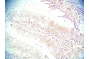 Mouse intestine tissue was stained by Rabbit Anti-PYY (3-36) (Human) Serum (Peptide YY antibody  (AA 3-36))