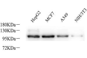 Western Blot analysis of various samples using Na+/K+-ATPase alpha1 Polyclonal Antibodyat dilution of 1:800. (ATP1A1 antibody)