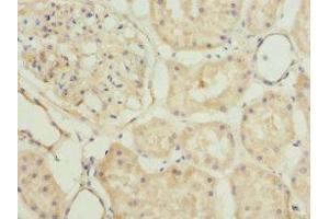 Immunohistochemistry of paraffin-embedded human kidney tissue using ABIN7163361 at dilution of 1:100 (PLSCR1 antibody  (AA 1-318))